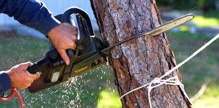 How Our Tree Care Process Works  in  Galena, IL