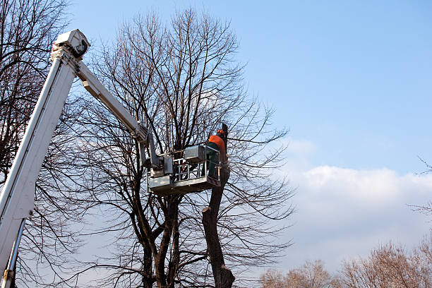 Best Tree Mulching  in Galena, IL